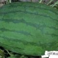 2015太康龙卷风西瓜价格波动不大
