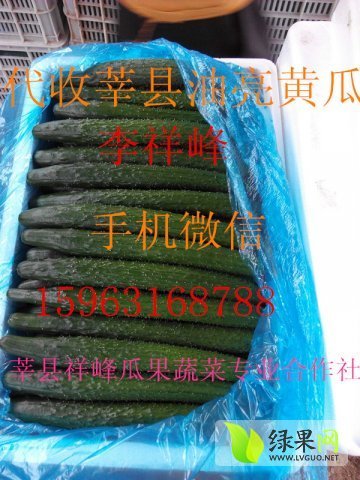 2013年山东莘县嫁接黄瓜价格
