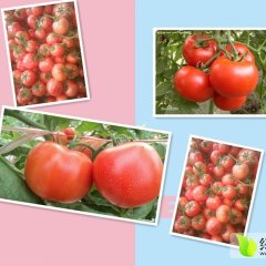 莘县温室大棚大红西红柿