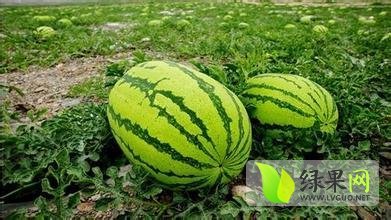 2015年宁夏沙坡头硒砂瓜价格