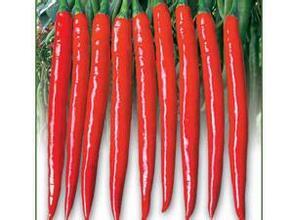 山东平度市明村镇美人椒