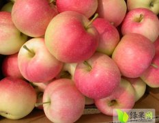 2015大荔苹果现在订货有惊喜
