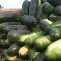 修武冬瓜长势旺盛 高村张文涛诚信合作