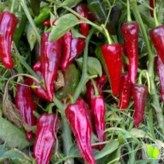 2015忻府辣椒走过路过不要错过