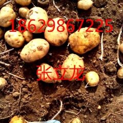 公主岭怀德土豆：张立龙