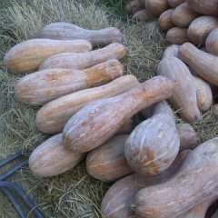 湖南君山兴蔬秘本南瓜价格适宜