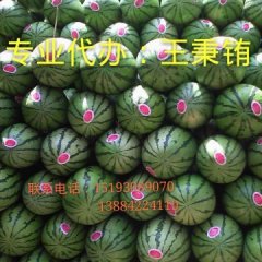 靖远高湾王秉铕7月金花一号西瓜