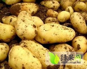 河北围场荷兰十五土豆何去何从