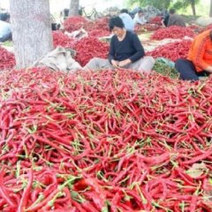 出售打浆椒量大品种齐全