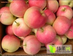 陕西大荔美国八号苹果逐渐升温