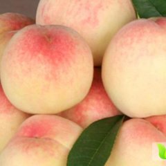 大荔蜜桃何去何从,高明马云龙诚信合作