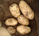 吉林公主岭荷兰七号土豆已大量上市了