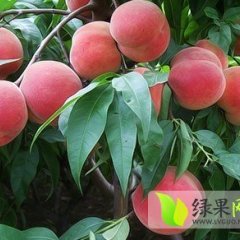陕西大荔中华桃王蜜桃火爆招商中