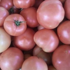 2015东昌府西红柿走过路过不要错过