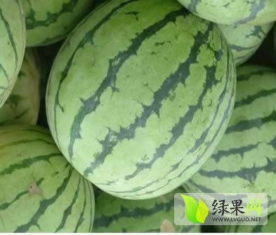 2015年河南通许花皮无籽价格