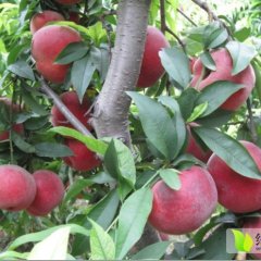 2015大荔蜜桃今年价格有看点