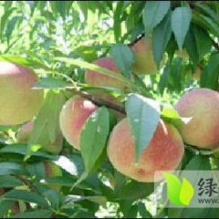 陕西大荔中华桃王蜜桃欢迎合作