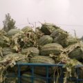 山东菏泽东明马头西瓜 （现在大量上市）