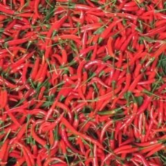 河南鹿邑天宇辣椒艳红 美人椒 小泡椒