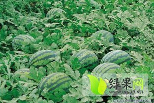 2015年吉林公主岭地雷瓜价格