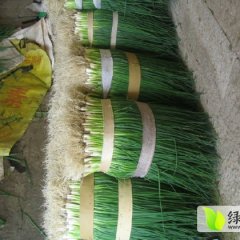 山东郯城小葱大葱火热上市