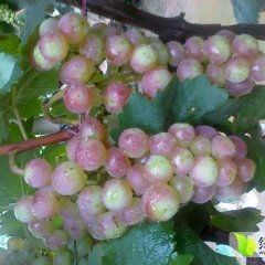 冠县葡萄上货量大,孙疃国哥诚信合作