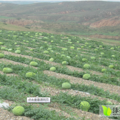 2015靖远西瓜再不来就没机会了！