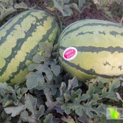 2015靖远西瓜今年价格有看点