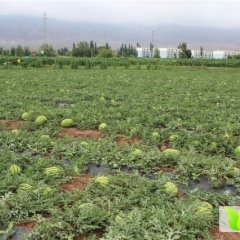 甘州张掖王荣7月画皮长瓜西瓜