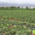 甘州张掖王荣7月画皮长瓜西瓜