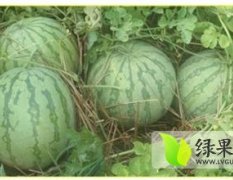 通许无籽西瓜大掉价5分-0.15元