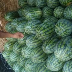 冠龙，金城五号大量上市了