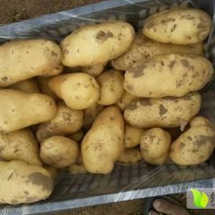 辽宁凌海荷兰十五土豆上市啦