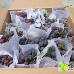 2015年安徽滁州葡萄大上市！