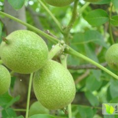 大量供应核桃 核桃产地