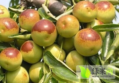 2015年陕西大荔冬枣价格
