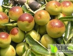 大荔冬枣基地产地批发价格