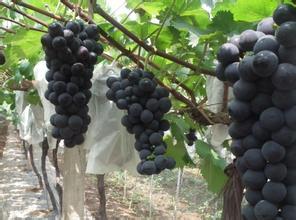 户太八号种植基地