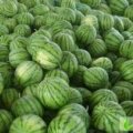 太康高贤杨福函7月京欣西瓜