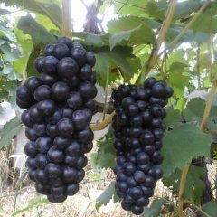 夏黑葡萄上市了