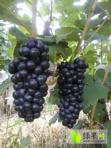2015年河南内黄夏黑葡萄价格