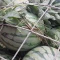河南扶沟花皮无籽西瓜正值中期王东先生期待您的光临