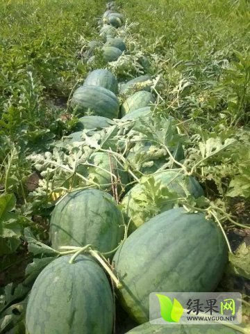 2015年河南通许龙卷风价格