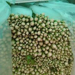 齐河芹菜香甜可口,华店蔡先生诚信合作