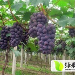 河北威县巨峰葡萄早买早赚