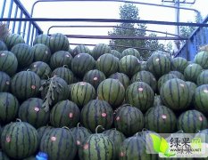 2015大安西瓜價格波動不大