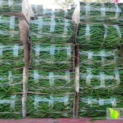 山西线椒种植基地大量上市