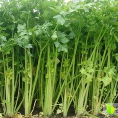 寒亭固堤王迎之2月加州王（文图拉）芹菜