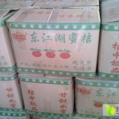 湖南郴州东江湖蜜橘火爆招商中