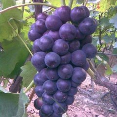 2015费县葡萄价格波动不大